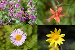 06 Wildflowers On Berg Trail Between Robson Pass And Berg Lake.jpg